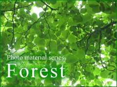 新着素材2 Forest 写真素材